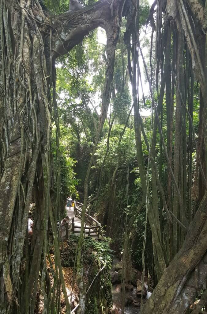 Der Affenwald in Ubud
