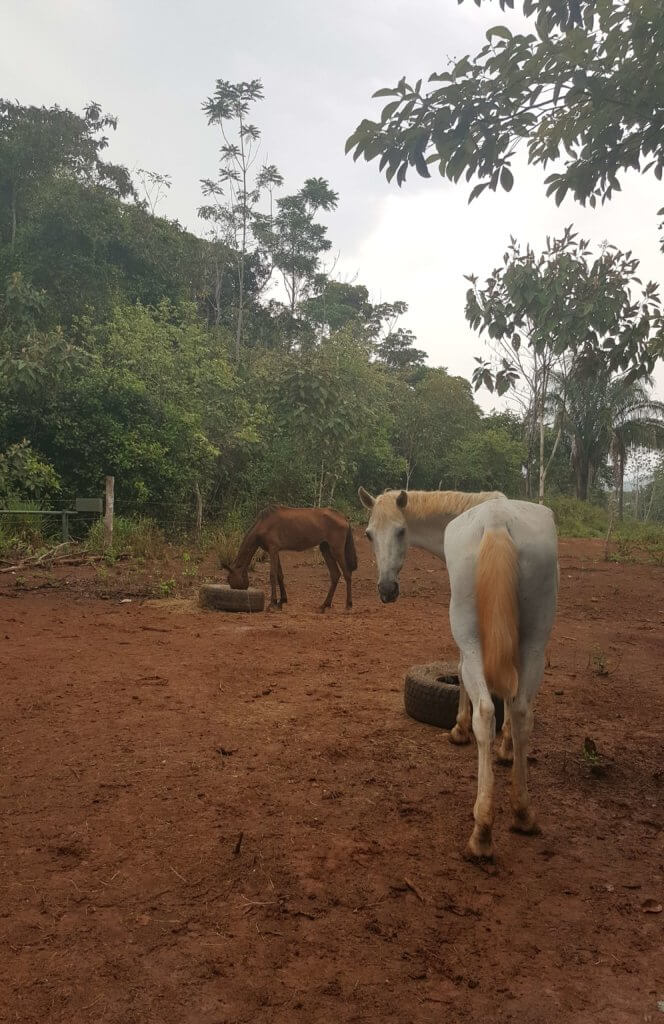 Die Pferde der Tierauffangstation
