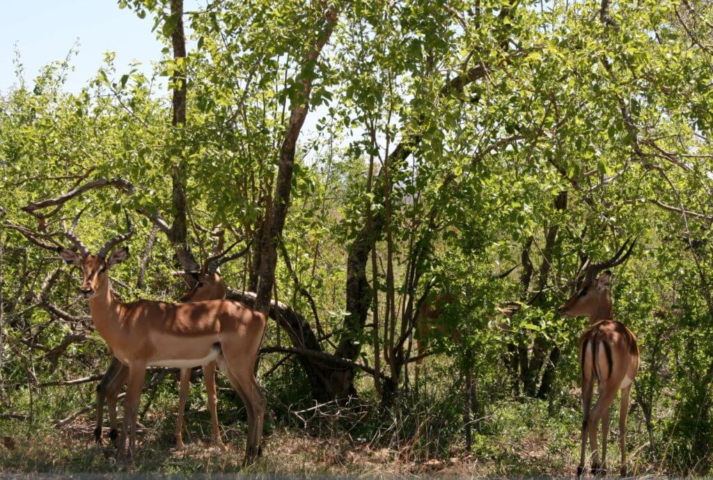 Antilopen im Kruger Nationalpark