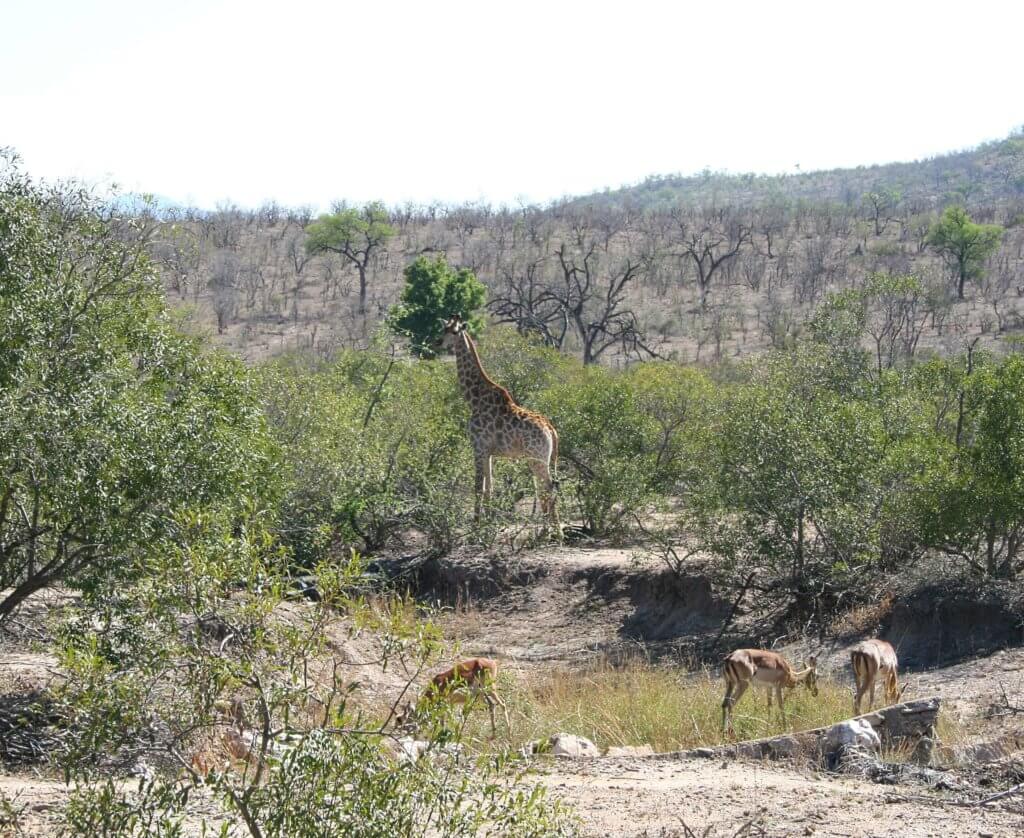 auch ein toller Anblick: eine Giraffe im Kruger Nationalpark