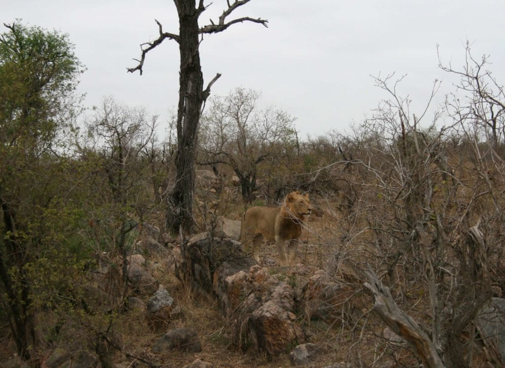 ein Löwe im Kruger Nationalpark