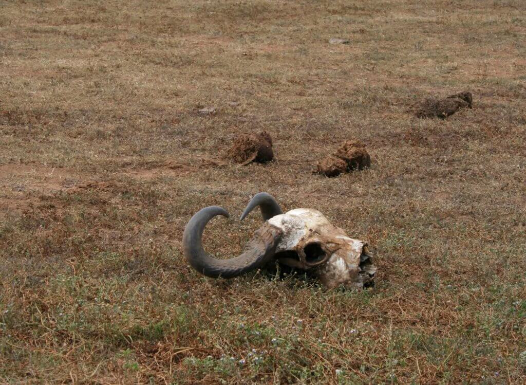 ein Büffelschädel im Addo Elephant Nationalpark